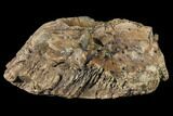 1.5" Pachycephalosaurus Skull Fragment - Alberta (Disposition #000028) - #129770-2